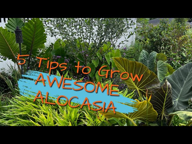 5 tips to Grow Awesome Alocasia | The Barefooted Gardener