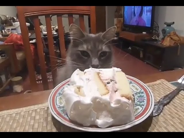 Cat and a slice of cake. [VR180 3D]