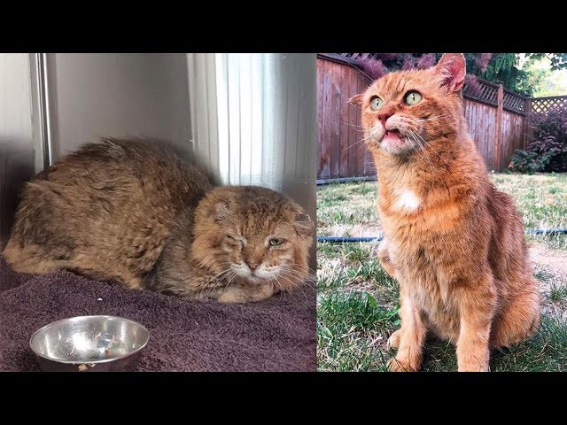 A woman in Canada adopted a former street cat with FIV who was spotted on the streets of Dubai