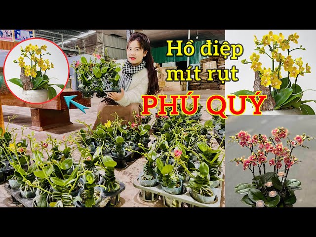 HỒ ĐIỆP MÍT RỤT PHÚ QUÝ GIÁ RẺ TẠI VƯỜN LAN BÁ NINH / Thích Trồng Lan - Vườn lan Bá Ninh