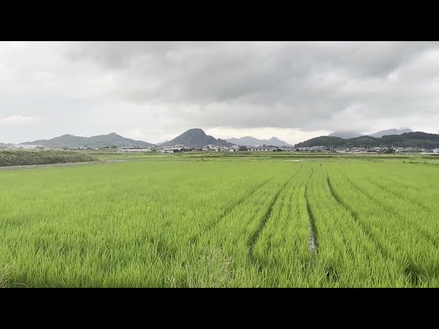 Rice Fields in Mitoyo