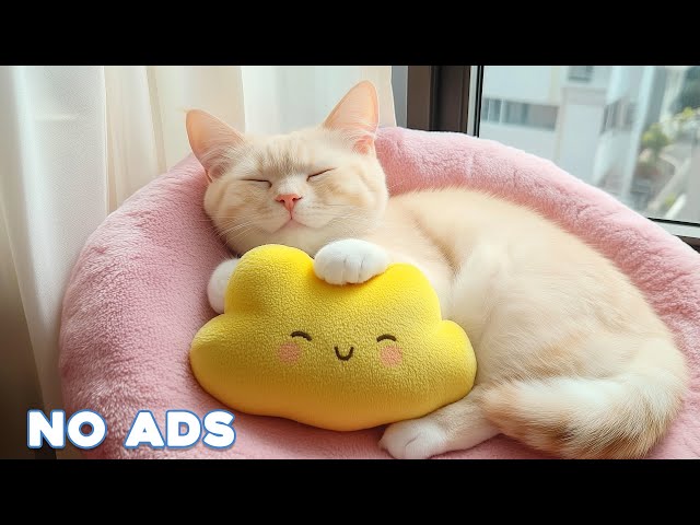 🔴[LIVE] Anti Anxiety Music For Cats 🐈 Stress Relief Music For Cats ♬ Calming Music For Cats🔴