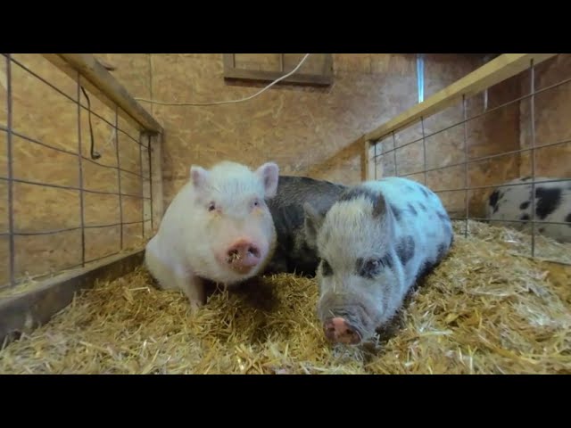 Amelia's Acres Pig Sanctuary Tour 3D 180 VR