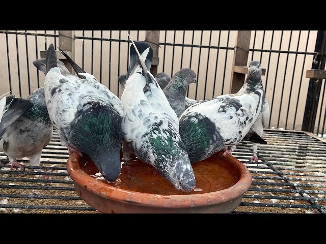 My Daily Routine || Main Mere Kabootar Ki Dekh Bhal Kaise Karta Hu || Pigeon Loft