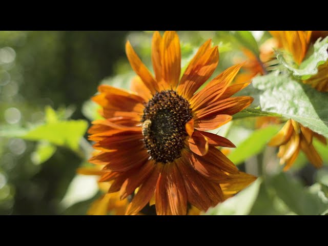 Tour of the Chelsea Physic Garden