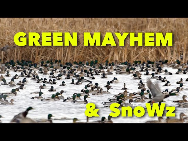 GREEN MAYHEM & SnoWz - Claudio Ongaro's Hired to Hunt Season 5: Duck and Goose Hunting at Ongaro's