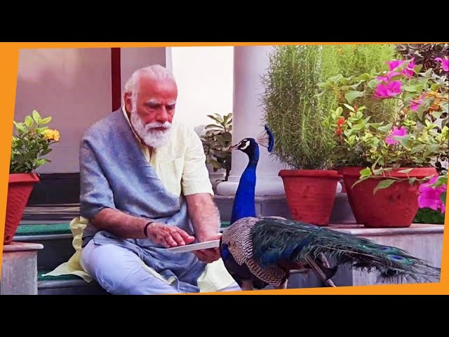 Precious moments: PM Modi feeding peacocks at his residence