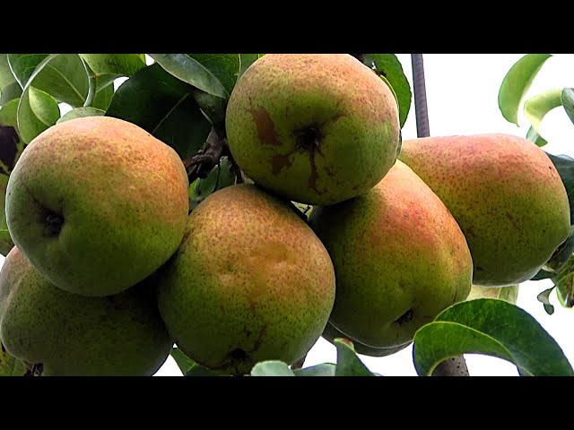 Winter Czech pear variety BOGEMICA. Second fruiting /05.10. and 10.10.10.2024.