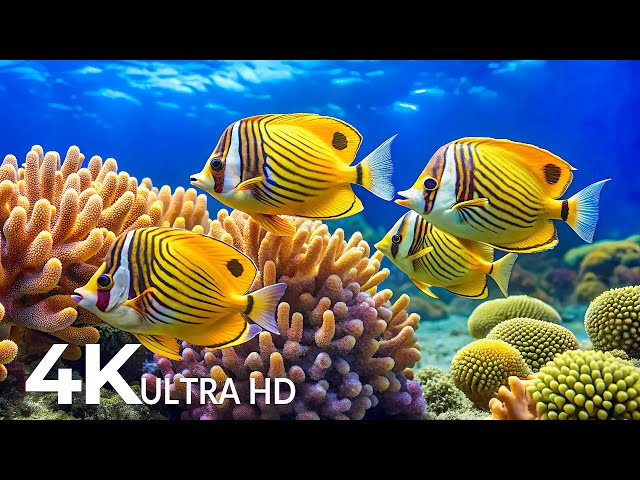 Ocean Aquarium 4K ULTRA HD 🦈 Underwater Ambience with Peaceful Music for Study, Sleep, and Relaxing