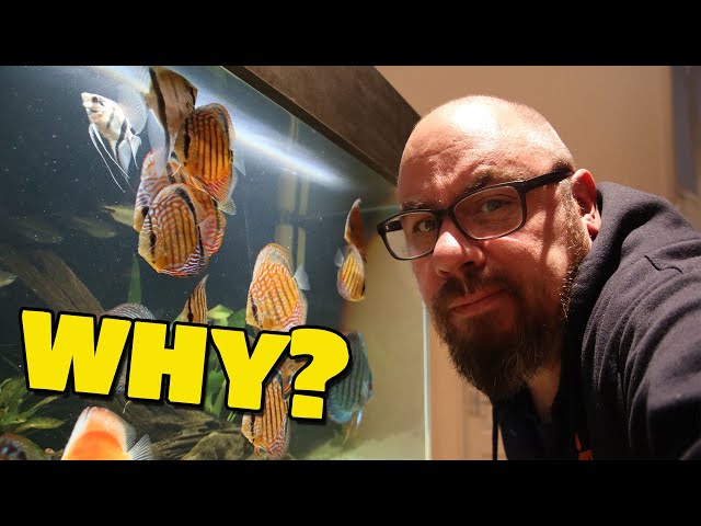 The TRUTH about these 'No Water Change' videos!