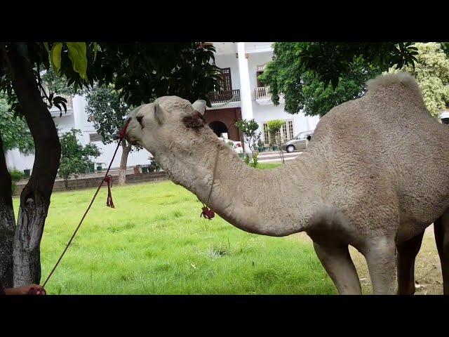 Most Beautiful Camel Qurbani in Ahmed House 2019 by Yahya Rashid Eid ul Adha 2019