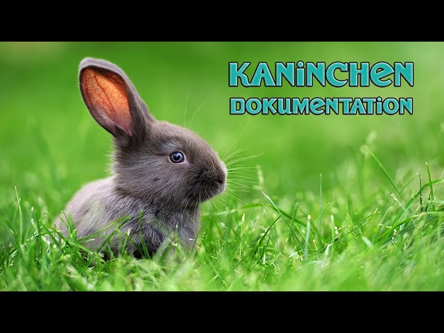 Kaninchen (Dokumentation Deutsch, Hasen Doku, Artgerechte Kaninchenhaltung, Haustiere Doku Kinder)