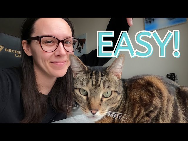 Switch your picky cat to raw (step-by-step)