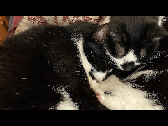 Sox & Oreo’s Cutest Adventures Packed Into One Heartwarming Video #cat #funny #catmeowing