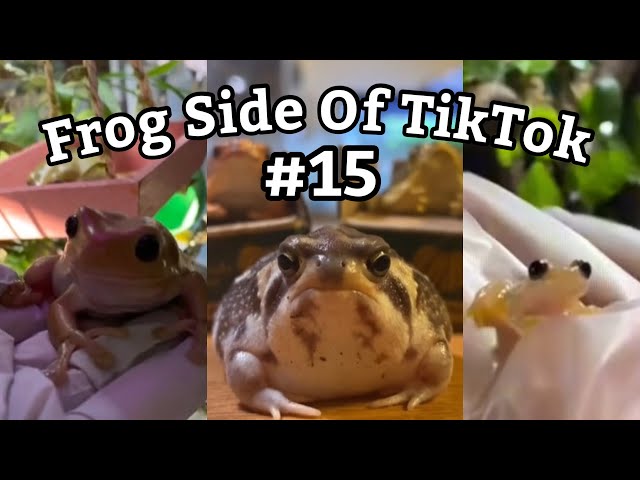 Frog Side Of TikTok #15