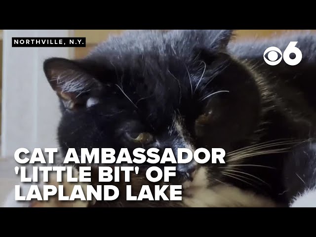 Lapland Lake's ski lodge has a purr-fect ambassador: Little Bit, the famous tuxedo cat