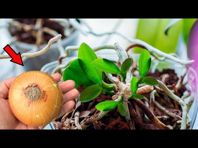 Simple method! Just onions! Anyone can revive a wilted orchid quickly