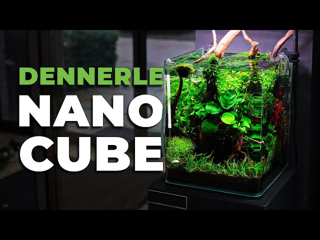 MESMERIZING 20L Nano Aquarium with Orange Sakura Shrimp