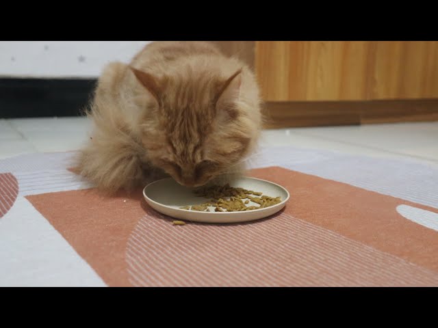 My cat loves cat food 🤭