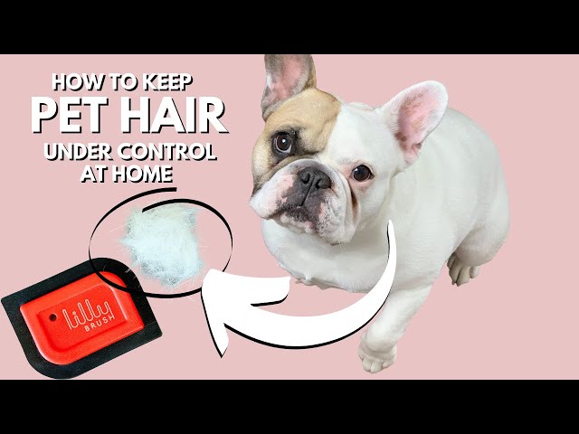 HOW TO KEEP PET HAIR UNDER CONTROL AT HOME USING THE RIGHT CLEANING TOOLS