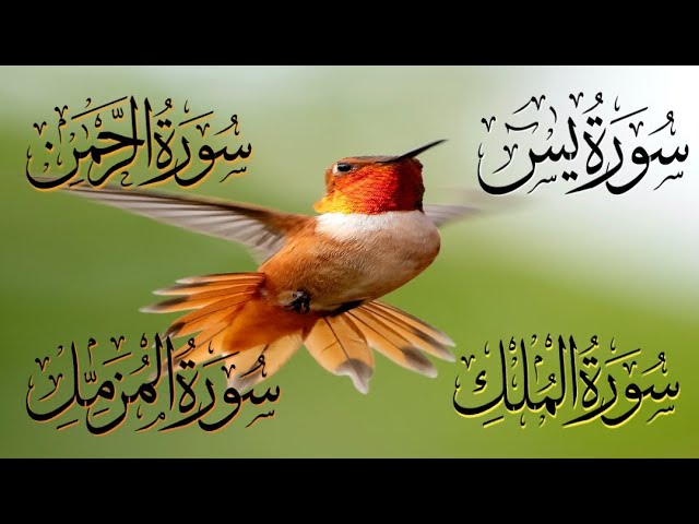 Surah Yaseen | Surah Rahman | Surah Waqiah | Surah Mulk | Beautiful Quran Recitation #quran #islamic