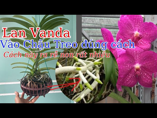 Cách trồng LAN VANDA vào chậu treo chuẩn nhất ​⁠@Cuocsongthuc6789