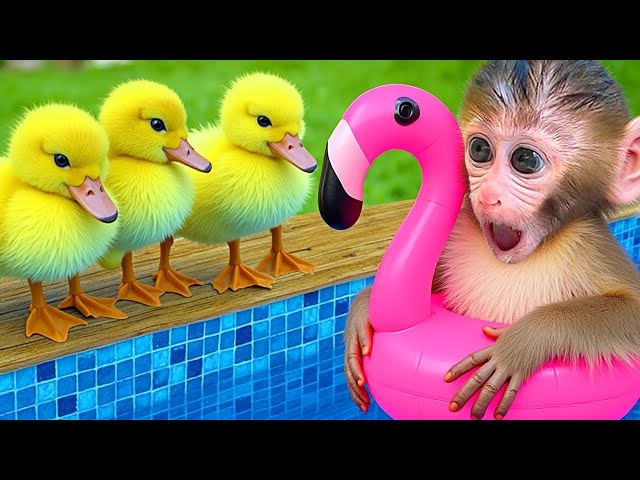 🔴LIVE - Monkey Baby Chu Chu Eat Fried Egg And Swimming With puppies and ducklings in the garden