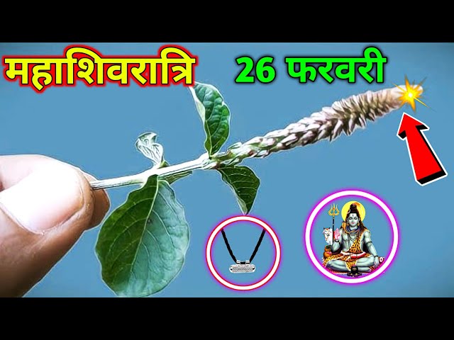 ये चमत्कारी पौधा पैसा खींचता हैं | Mahashivratri 2025 | Mahashivratri upay | Mahashivratri Vastu