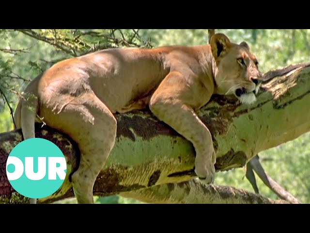 The Lion Queen in Nakuru National Park | Our World