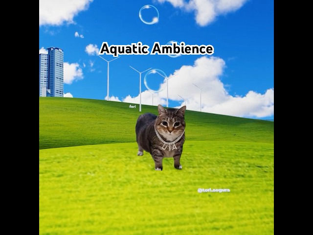 OIIA Cat x Aquatic Ambience