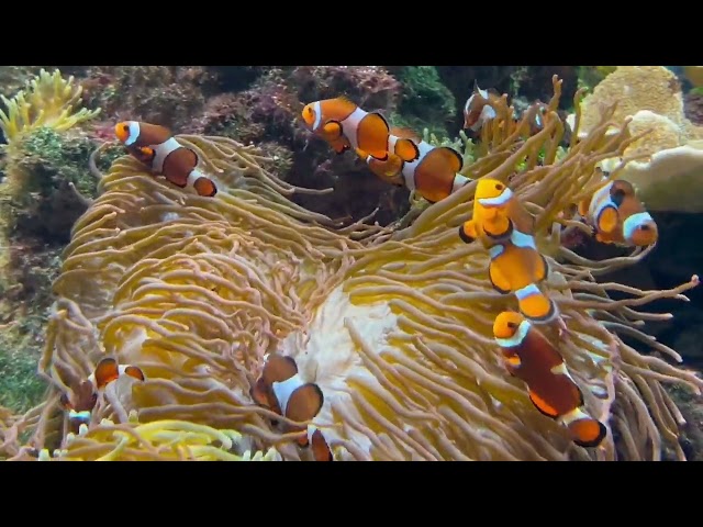 The Rarest and Most Beautiful Clown Fish Ever