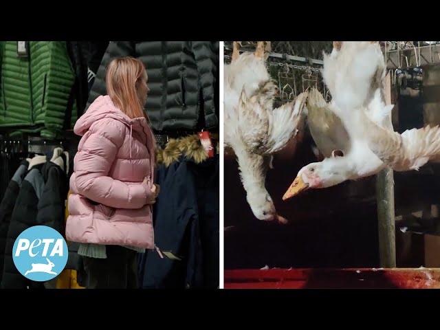 Is Your Down Jacket as Cruel as Foie Gras? 🦆❌