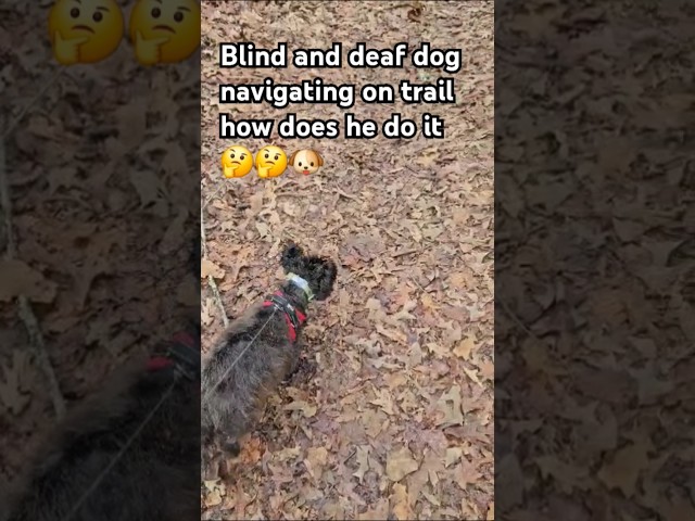 DEAF BLIND DOG NAVIGATING THE WOODED TRAIL AMAZING