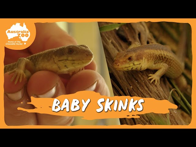 A special reptile update | Australia Zoo Life