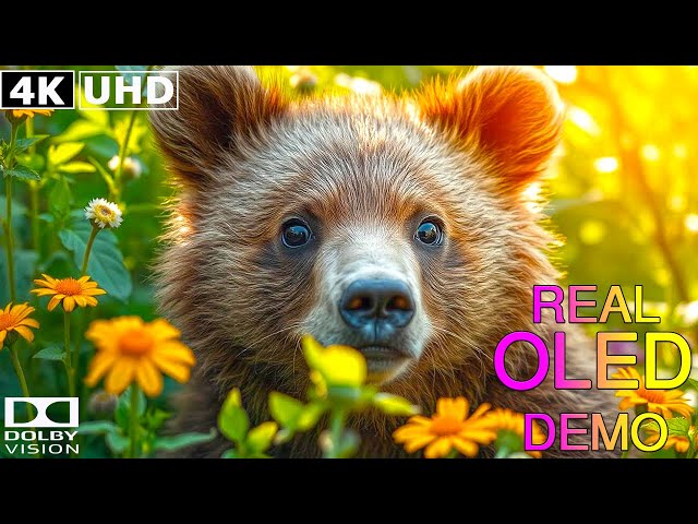 Wild Brown Bear in 4K Video Ultra HD 120fps – The Best of Nature in 8K HDR