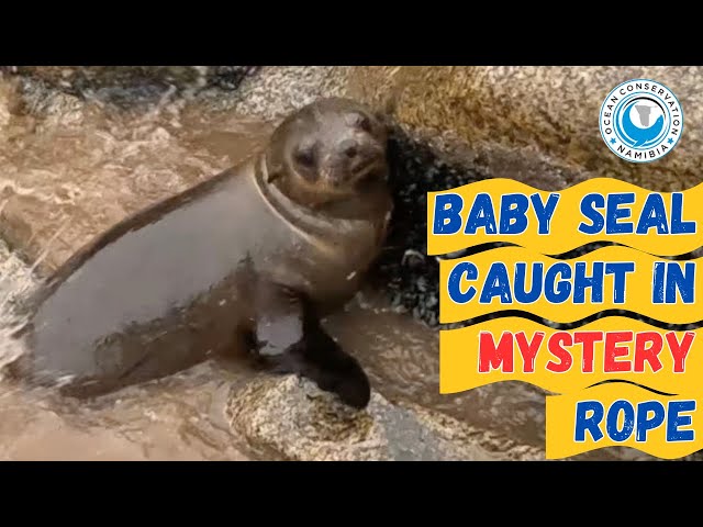 Baby Seal Caught in Mystery Rope