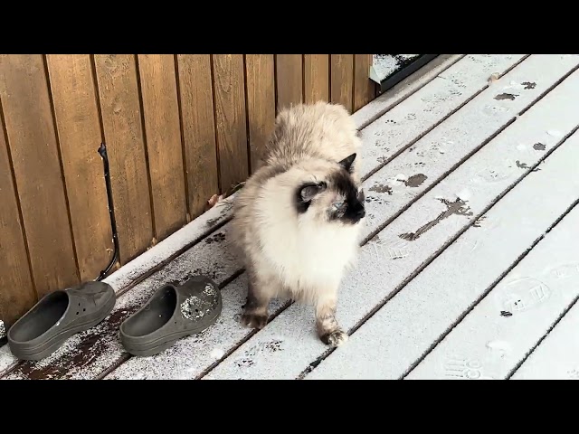 Ragdollcats discovering spring snow ☃️☃️☃️🤩