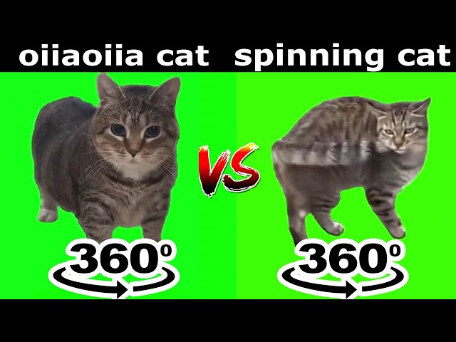 OIIAOIIA CAT vs Spinning Cat Meme 360º