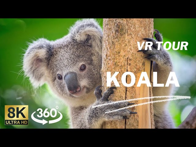 【360°VR】KOALA AUSTRALIA - Virtual Nature Relaxation 8K Video