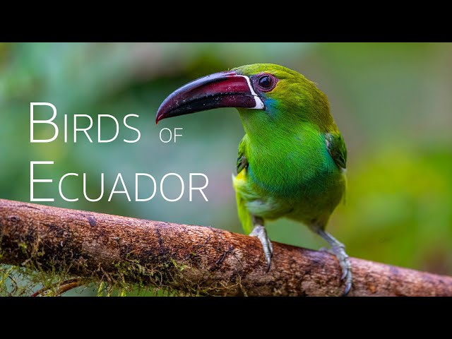 Andean Birding Adventure: Up-Close Encounters | Birds of Ecuador | Part 1