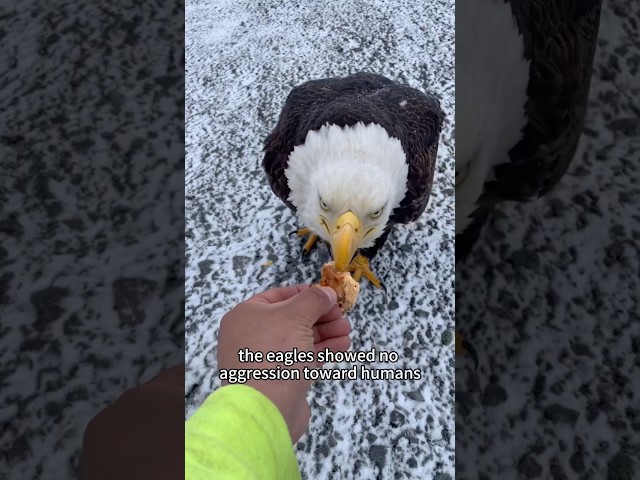 Unreliable bald eagle parents！#eagle #shorts #animals #healing #love