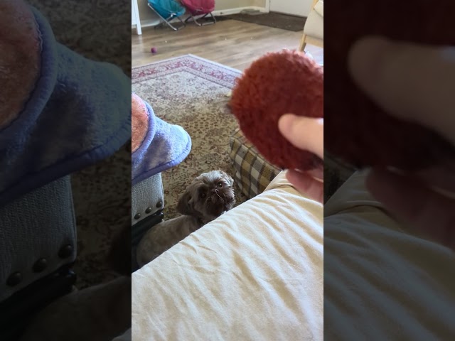 Funny video of puppy demanding her toy!