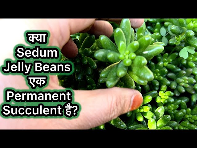 क्या Sedum Jelly Beans एक Permanent Succulent है? सच जानिए! | Succulent Care Tips |