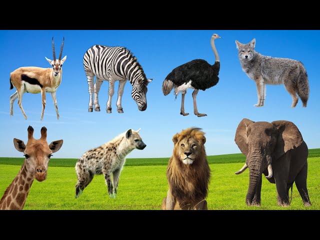 Coyotes, Hyenas, and Gazelles: Savanna Animal Sounds Safari!