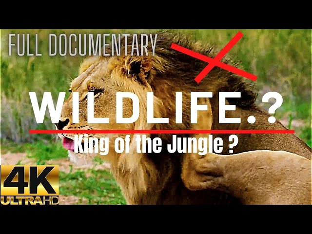 The King Of The Jungle WildLife ?? / amazon wildlife documentary / World Travel PH TV