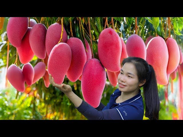 Harvesting Red Mangoes - A new Hybrid Fruit Developed Recently | Thanh Farm