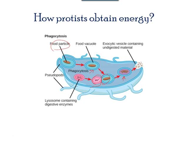 Unite 4.4 Protists