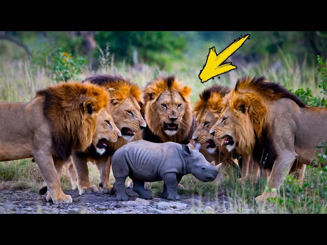 A pride of lions surrounded a rhino calf. Just see who came to its rescue!