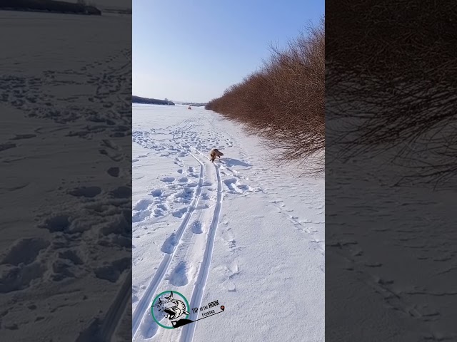 Brave Visitor on the Ice! 🦊❄️ #Fox #Fishing #Kindness