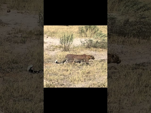 Nature's Stealth Master: Leopard on the Prowl #leopard #africanwildlife #safari #animals